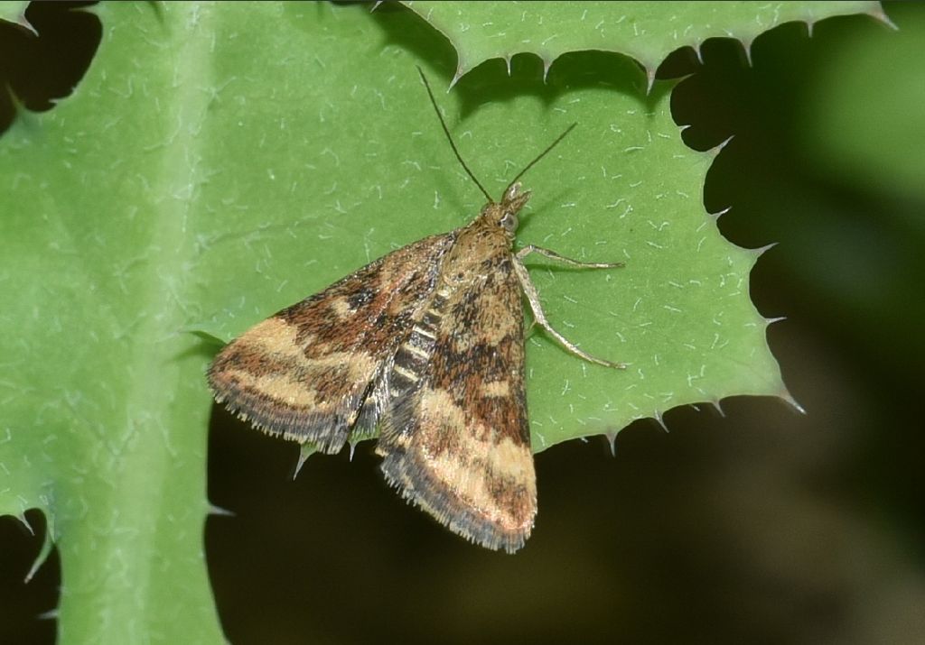 Farfalla da ID: Pyrausta despicata - Crambidae